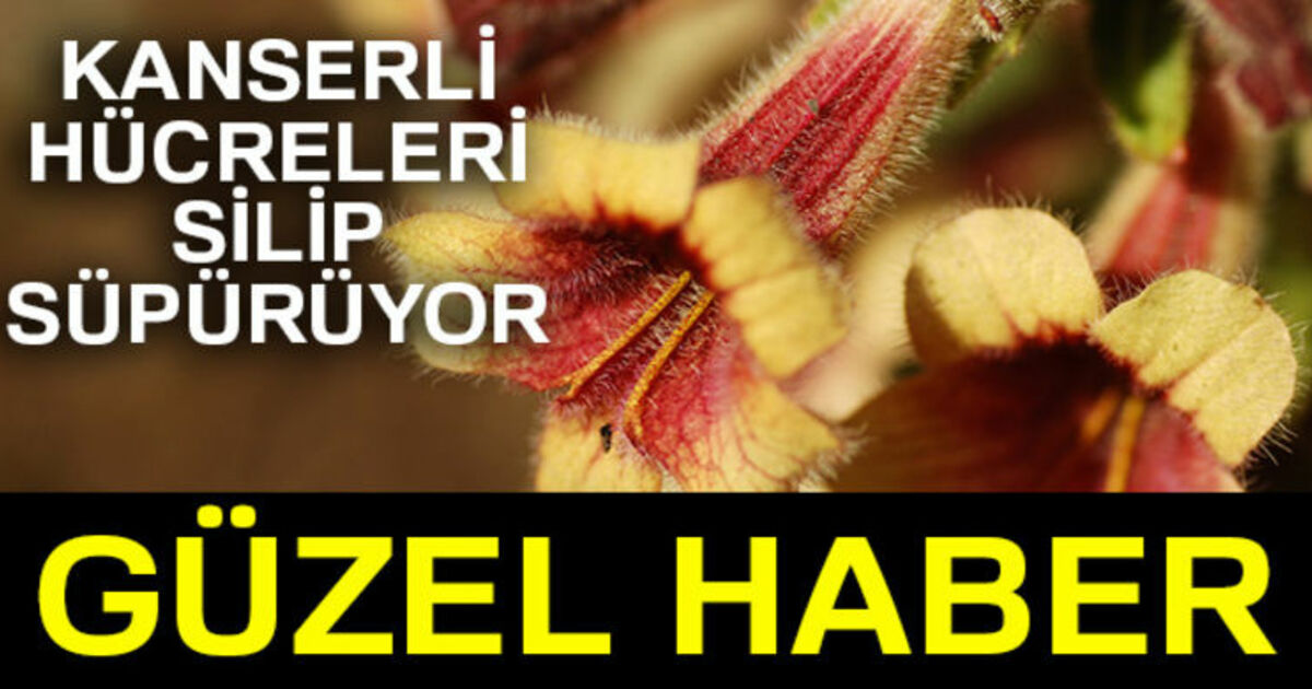 Güney Koreli Bilim İnsanlarından, Kanserli Hücreleri İmha Eden Madde