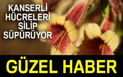 Güney Koreli Bilim İnsanlarından, Kanserli Hücreleri İmha Eden Madde