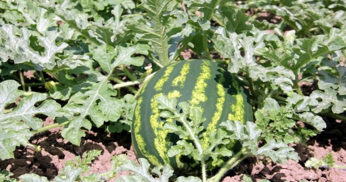 'Baldan Tatlı' Karpuz Geliyor Karadeniz’in Gıda Ambarı Bafra Ovası Karpuzda Gün Sayıyor Ovada Kavun Ve Karpuzun Yanı Sıra Domates, Salatalık Ve Biber De Bayram Sonrası Çıkacak