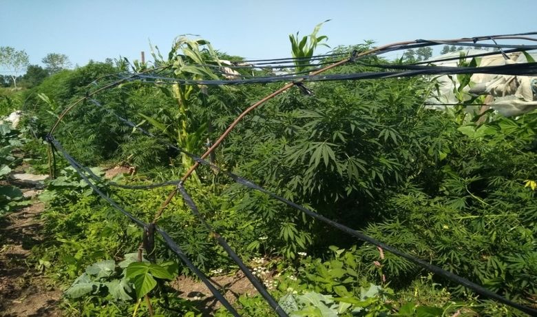 Bafra’da 188 Kök Dişi Hint Keneviri Ele Geçirildi - Samsun Bafra İlçe Jandarma Komutanlığı ekiplerince 188 kök Hint keneviri ele geçirildi.