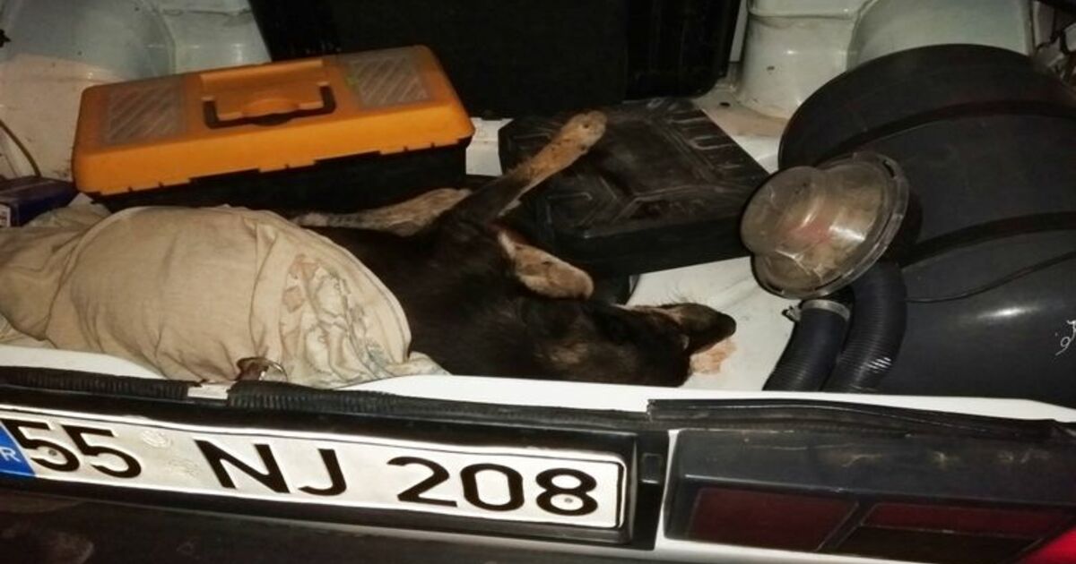 Yaralı Köpeğin İmdadına Hayırsever Yetişti