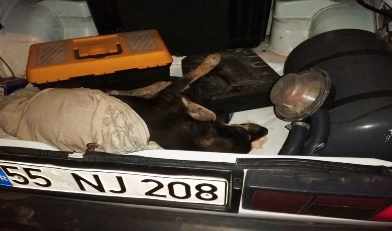 Yaralı Köpeğin İmdadına Hayırsever Yetişti - Samsun'un Bafra ilçesinde yaralı köpeğin imdadına hayvansever bir vatandaş yetişti.