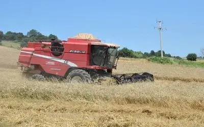 Bafra Ovası'nda Buğday Hasadı Başladı