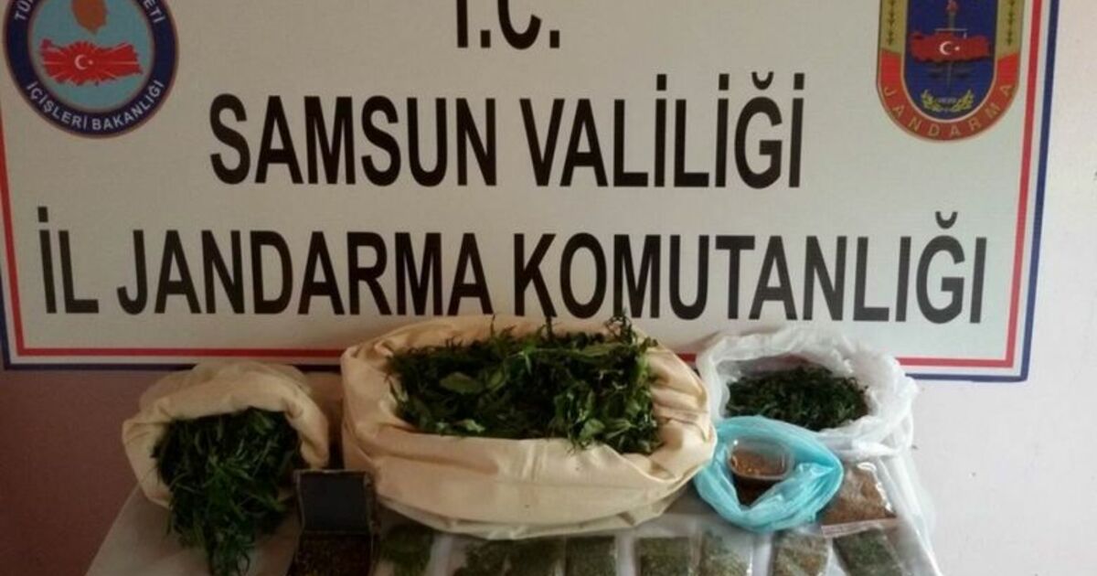 Samsun’da Uyuşturucu Operasyonları Bin 407 Kök Kenevir Ve 8.722 Gram Esrar Ele Geçirildi