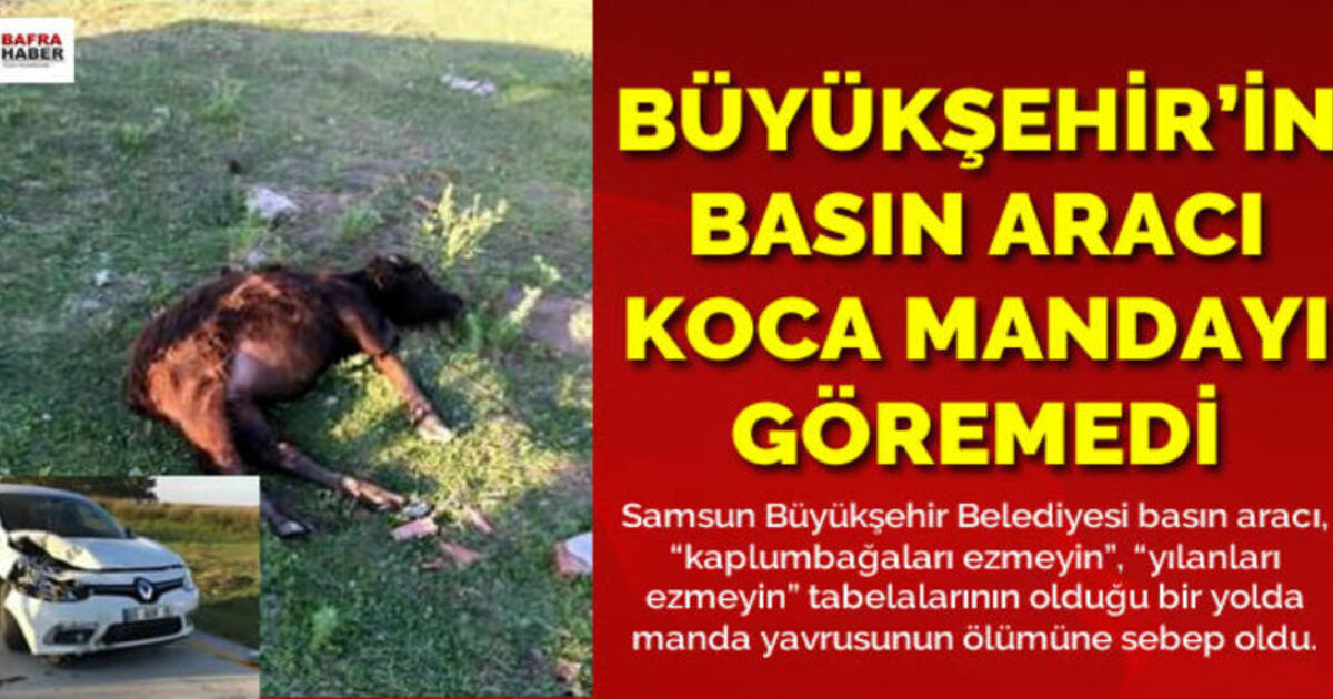 Samsun Büyükşehir Beledyesinin Basın Aracı Kuş Cenneti Yolunda Mandaya Çarptı