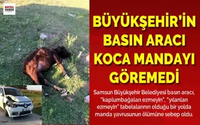 Samsun Büyükşehir Beledyesinin Basın Aracı Kuş Cenneti Yolunda Mandaya Çarptı