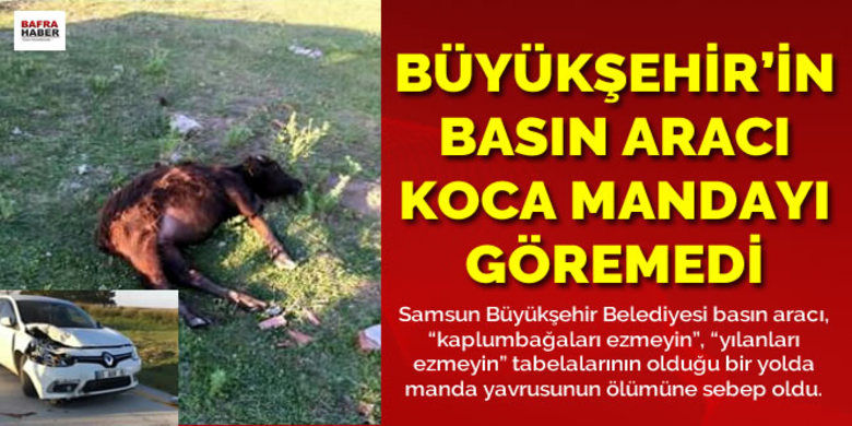 Samsun Büyükşehir Beledyesinin Basın AracıKuş Cenneti Yolunda Mandaya Çarptı - Samsun Büyükşehir Belediyesine ait basın aracı, Kızılırmak Deltasındaki değerlendirme toplantısı dönüşünde bir manda yavrusuna çarparak ölümüne sebep oldu.