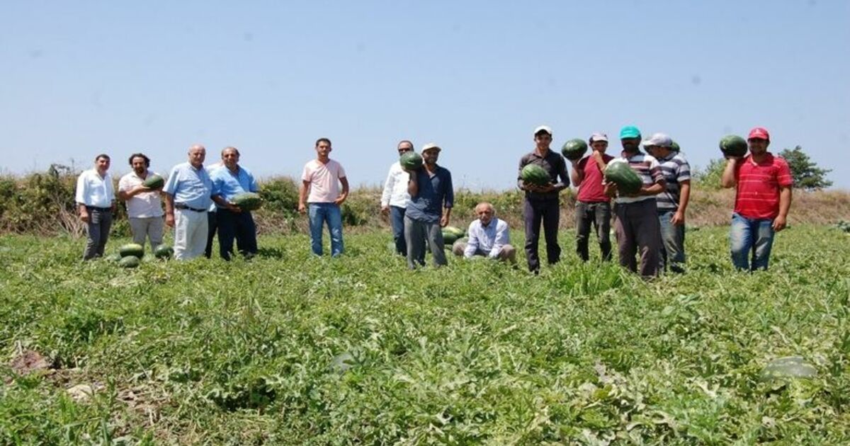 Bafra Ovası'nda Karpuz Hasadı Başladı