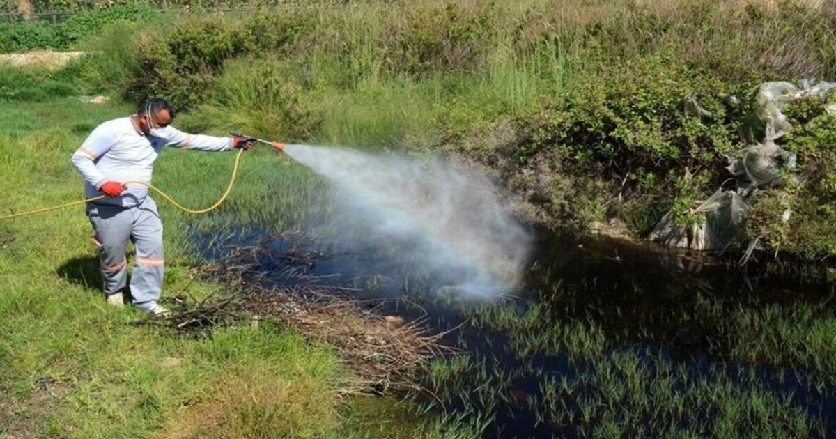 Bafra'da Larva Ve Uçkun İle Mücadele