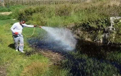 Bafra'da Larva Ve Uçkun İle Mücadele
