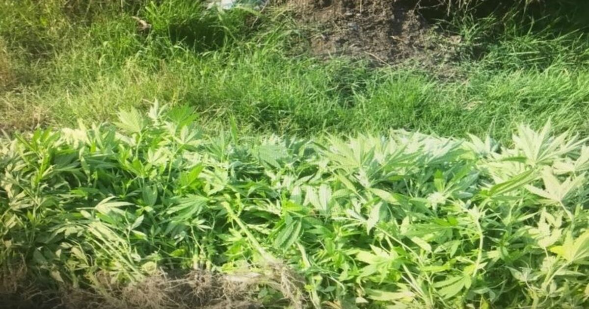 Bafra'da 245 Kök Hint Keneviri Ele Geçirildi