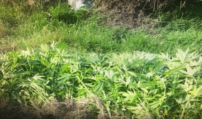 Bafra'da 245 Kök Hint Keneviri Ele Geçirildi - Samsun'un Bafra ilçesinde mısır tarlasında 245 kök Hint keneviri bitkisi ele geçirildi. Olayla ilgili 2 kişi gözaltına alındı.