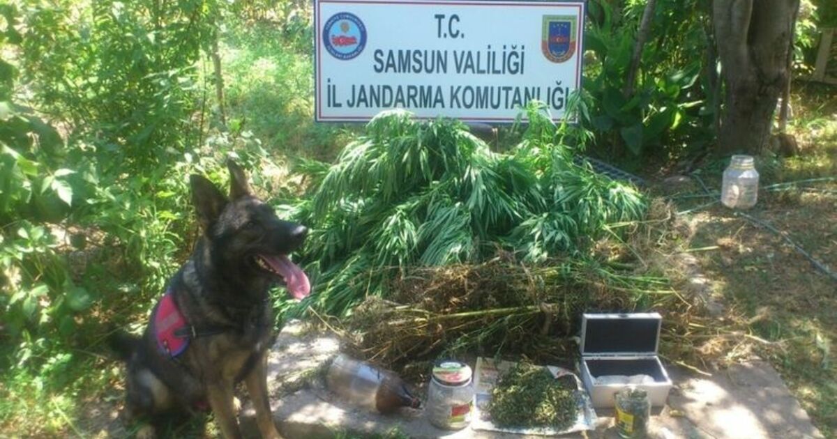 Samsun’da Uyuşturucu Operasyonları Operasyonlarda 52 Kilo 880 Gram Kubar Esrar Ele Geçirildi