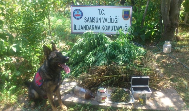 Samsun’da Uyuşturucu Operasyonları Operasyonlarda 52 Kilo880 Gram Kubar Esrar Ele Geçirildi - Samsun'un bazı ilçelerinde gerçekleştirilen operasyonlarda 52 kilo 880 gram kubar esrar maddesi ele geçirildi.