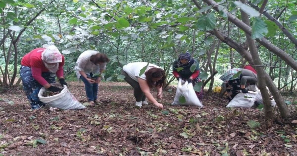 Bafralı Fındık Üreticilerinin Sorunları