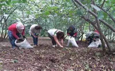 Bafralı Fındık Üreticilerinin Sorunları
