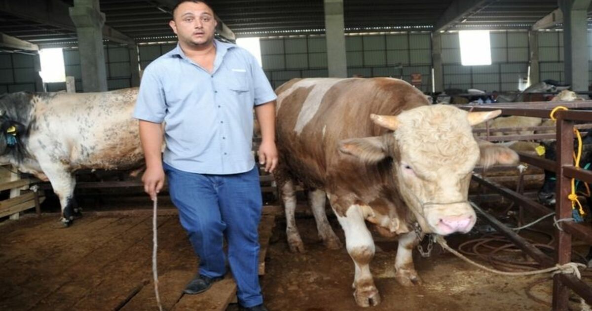Bafra’da Kurbanlık Hayvanlara Rağbet Yok Kurbanlıkların Yüzde 20’si Satıldı, Yüzde 80 Alıcı Bekliyor