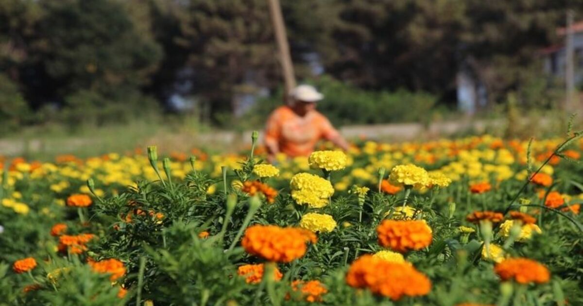 Bafra Ovası Çiçek Yatırımcısını Bekliyor Çiçek Yetiştiriciliği İçin Uygun Şartları Barındıran Bafra Ovası Çiçek Yatırımcısını Bekliyor