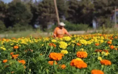 Bafra Ovası Çiçek Yatırımcısını Bekliyor Çiçek Yetiştiriciliği İçin Uygun Şartları Barındıran Bafra Ovası Çiçek Yatırımcısını Bekliyor