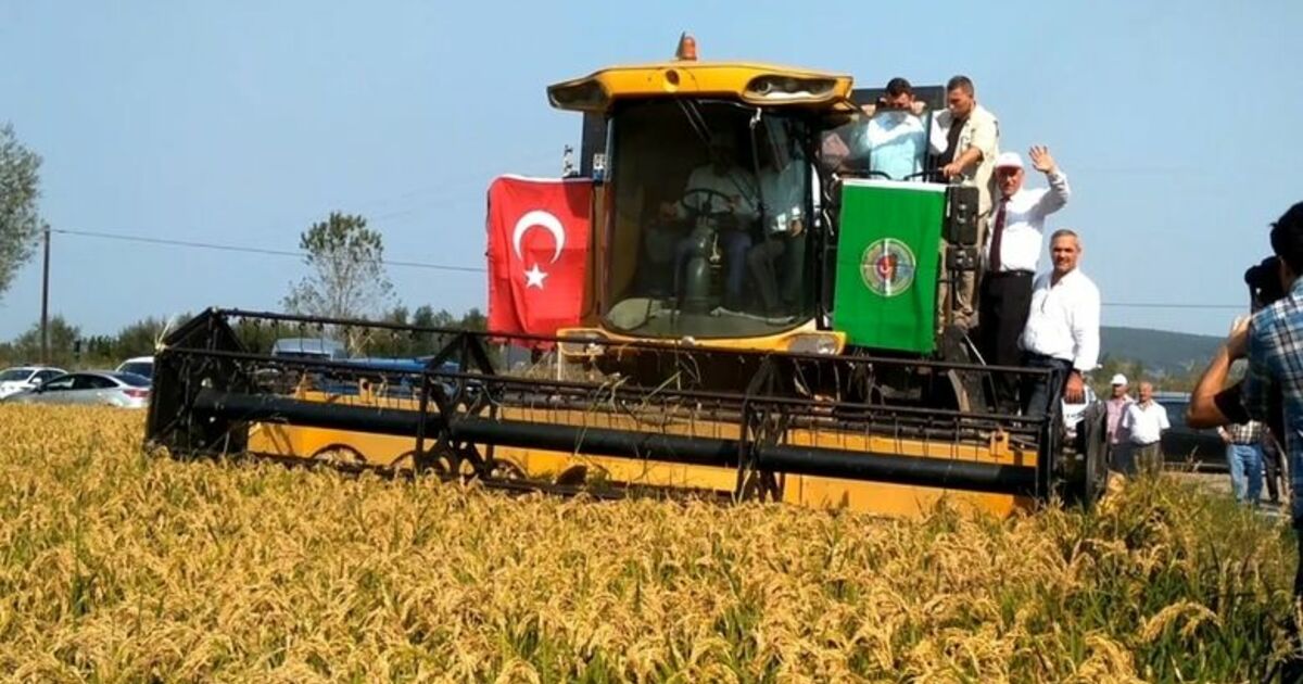 Bafra Ovası 2. Çeltik Hasat Şenliği Vali Kaymak Ve Başkan Yılmaz Biçerdövere Binerek Hasat Yaptı