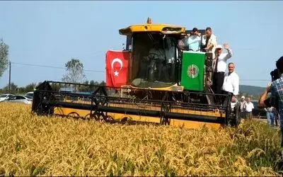 Bafra Ovası 2. Çeltik Hasat Şenliği Vali Kaymak Ve Başkan Yılmaz Biçerdövere Binerek Hasat Yaptı