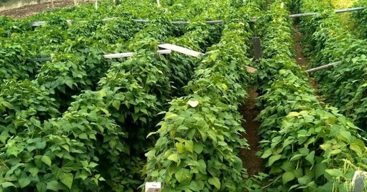 Bu Fasulye Pazara İnmeden Satılıyor Nebiyan Fasulyesi Tezgaha İnmeden Bahçeden Alınıyor, Pazar Sorunu Yaşamıyor