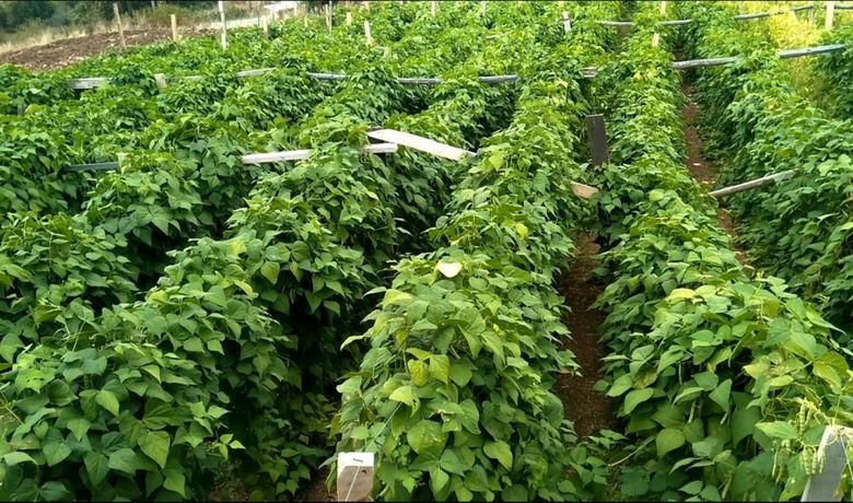 Bu Fasulye Pazara İnmeden Satılıyor Nebiyan FasulyesiTezgaha İnmeden Bahçeden Alınıyor, Pazar Sorunu Yaşamıyor - Samsun’un 19 Mayıs ilçesi Nebiyan Dağı bölgesinde yüksek rakımda yetişen fasulyeler pazara inmeden müşteri buluyor.
