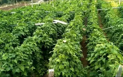 Bu Fasulye Pazara İnmeden Satılıyor Nebiyan Fasulyesi Tezgaha İnmeden Bahçeden Alınıyor, Pazar Sorunu Yaşamıyor