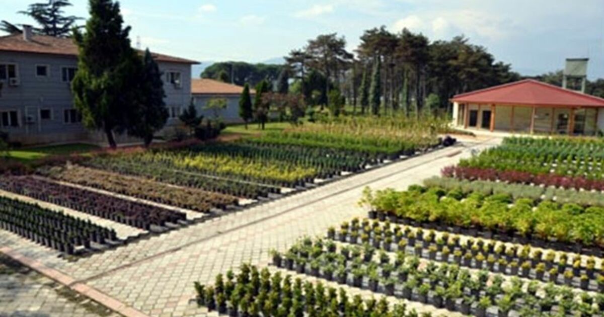 Samsun’da Bu Yıl 4,8 Milyon Fidan Üretildi