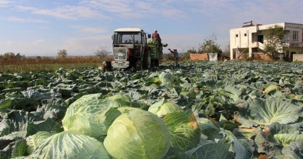 Bafra Ovası'nda Lahana Hasadına Başlandı Çiftçiler Satışlardan Memnun