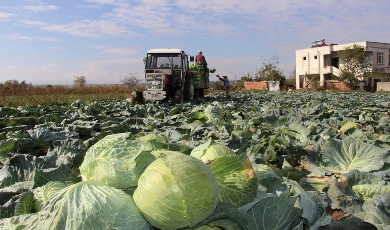 Bafra Ovası'nda Lahana HasadınaBaşlandı Çiftçiler Satışlardan Memnun - Bu yıl ki kışlık beyaz lahana hasadına başlayan Bafralı çiftçiler satışlardan memnun.