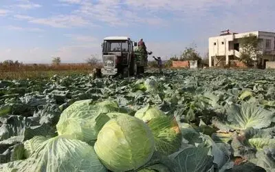 Bafra Ovası'nda Lahana Hasadına Başlandı Çiftçiler Satışlardan Memnun