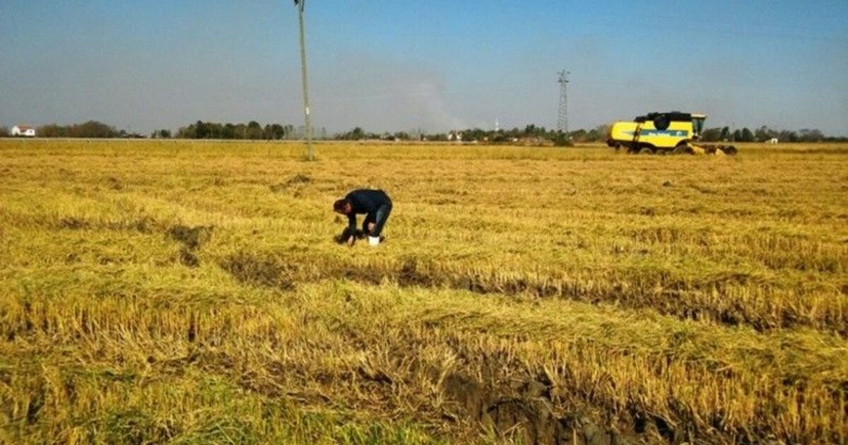 Samsun'da Çeltik Hasadından 130 Bin 27 Ton Ürün Elde Edildi