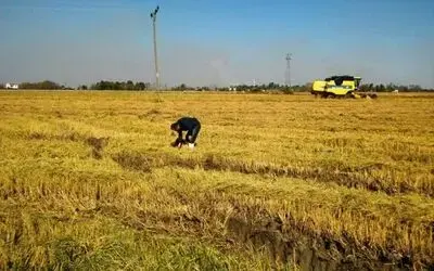 Samsun'da Çeltik Hasadından 130 Bin 27 Ton Ürün Elde Edildi