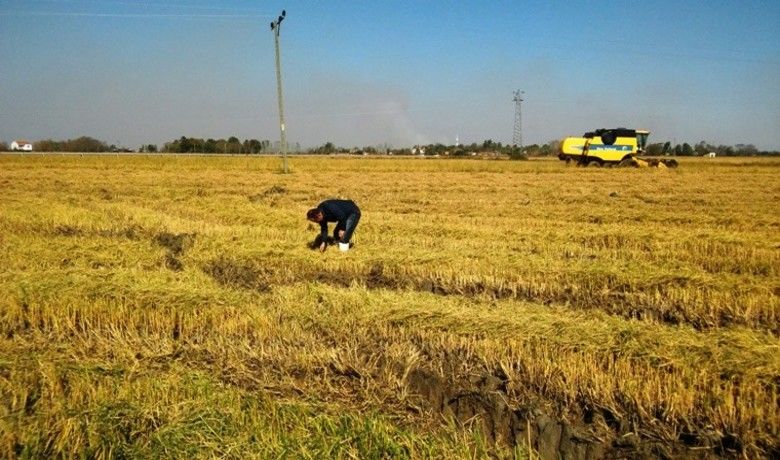 Samsun'da Çeltik Hasadından 130 Bin27 Ton Ürün Elde Edildi - Türkiye’de çeltik yetiştiriciliğinde ikinci sırada yer alan Samsun’da bu yıl hasattan 130 bin 27 ton ürün elde edildi.