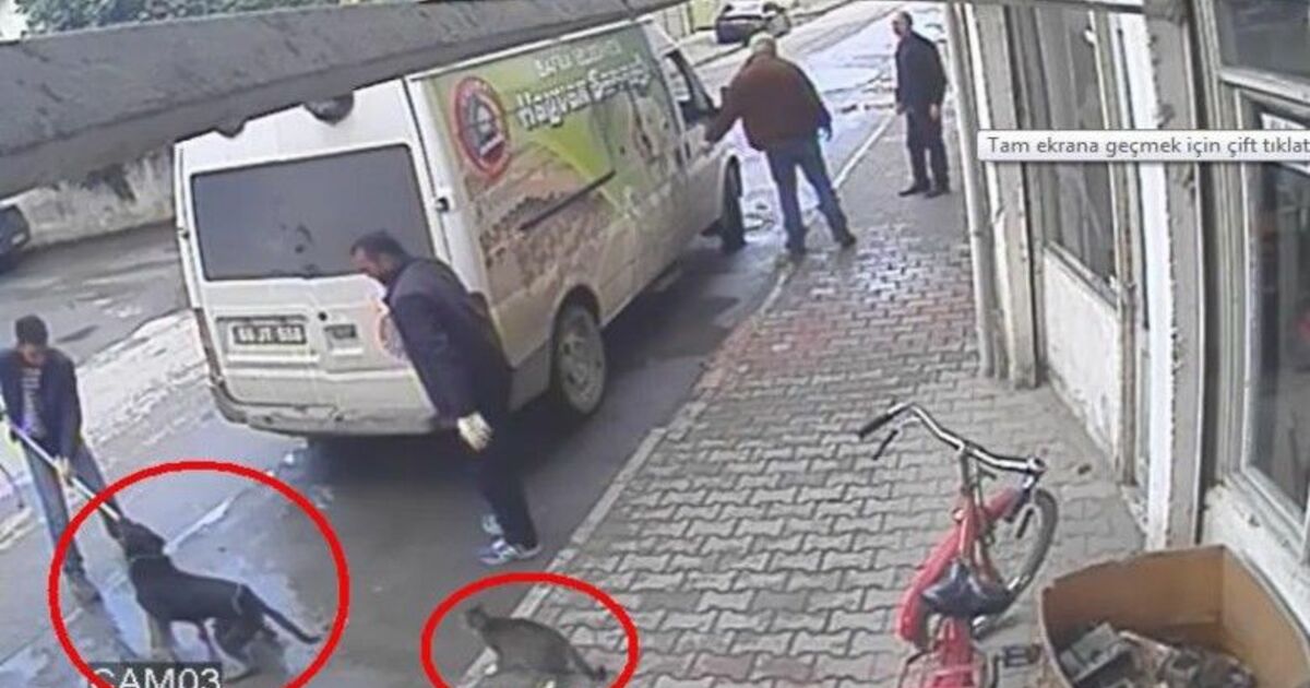 Pamuk'un Çabası Karabaş'ın Götürülmesini Engelleyemedi