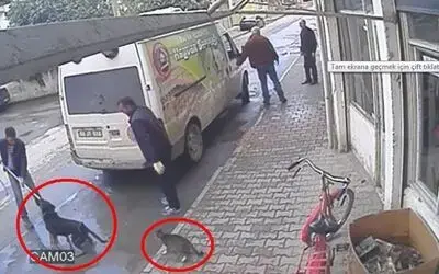 Pamuk'un Çabası Karabaş'ın Götürülmesini Engelleyemedi
