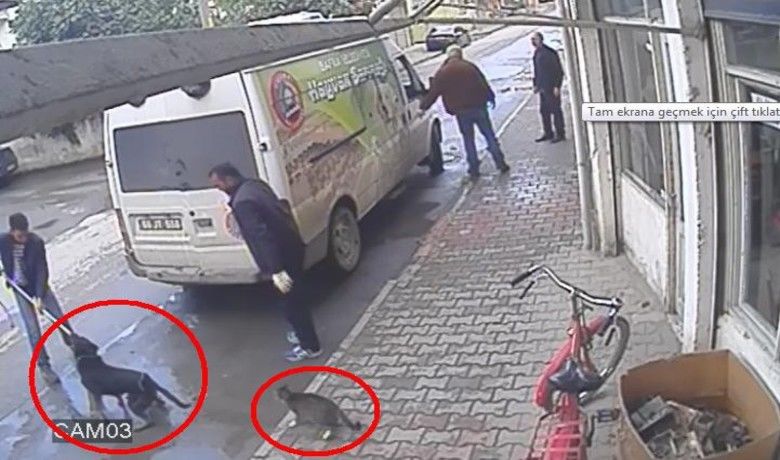 Pamuk'un ÇabasıKarabaş'ın Götürülmesini Engelleyemedi - Samsun’un Bafra ilçesinde “Pamuk” isimli kedinin çabası, “Karabaş” adlı köpeğin görevliler tarafından götürülmesini engellemeye yetmedi.