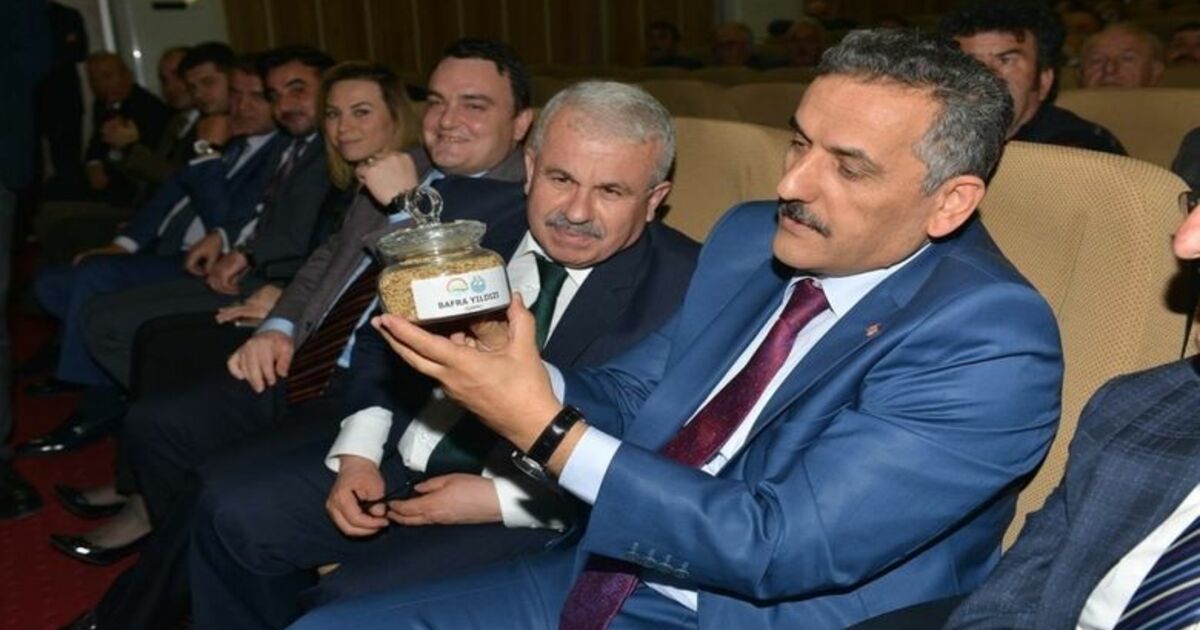 Samsun Çeltik Üretiminde Türkiye’de 2’nci