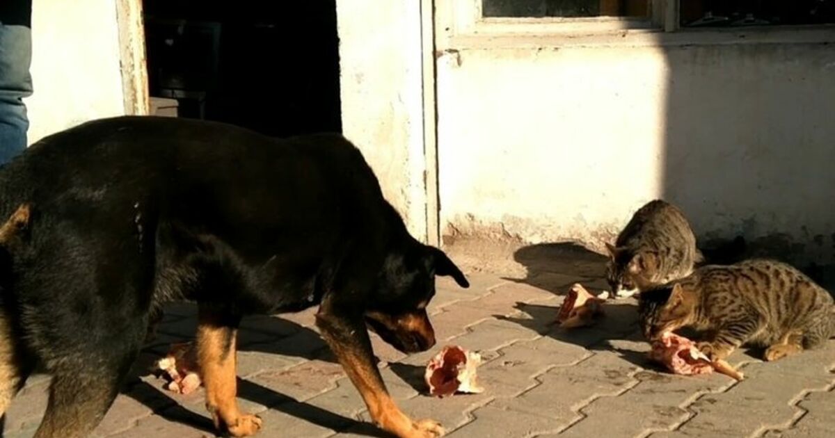 “karabaş” Kaçarak Kurtuldu Görevlilerin Elinden Kaçan “karabaş” Adlı Köpek Yuvaya Geri Döndü Ve Arkadaşı “pamuk” İsimli Kediye Kavuştu