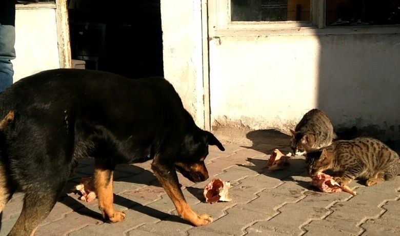 “karabaş” Kaçarak Kurtuldu Görevlilerin Elinden Kaçan “karabaş” Adlı KöpekYuvaya Geri Döndü Ve Arkadaşı “pamuk” İsimli Kediye Kavuştu - Samsun'un Bafra ilçesinde “Pamuk” isimli kedinin arkadaşı “Karabaş” adlı köpek görevlilerin elinden kaçarak kurtuldu.