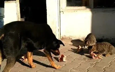 “karabaş” Kaçarak Kurtuldu Görevlilerin Elinden Kaçan “karabaş” Adlı Köpek Yuvaya Geri Döndü Ve Arkadaşı “pamuk” İsimli Kediye Kavuştu
