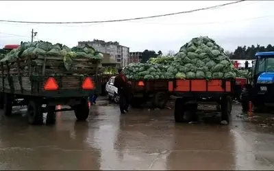 Kışlık Sebze Üreticileri Pazar Sorunu Yaşıyor Ürünün İhraç Edilmesi İçin Yetkililerden Yardım Bekliyorlar