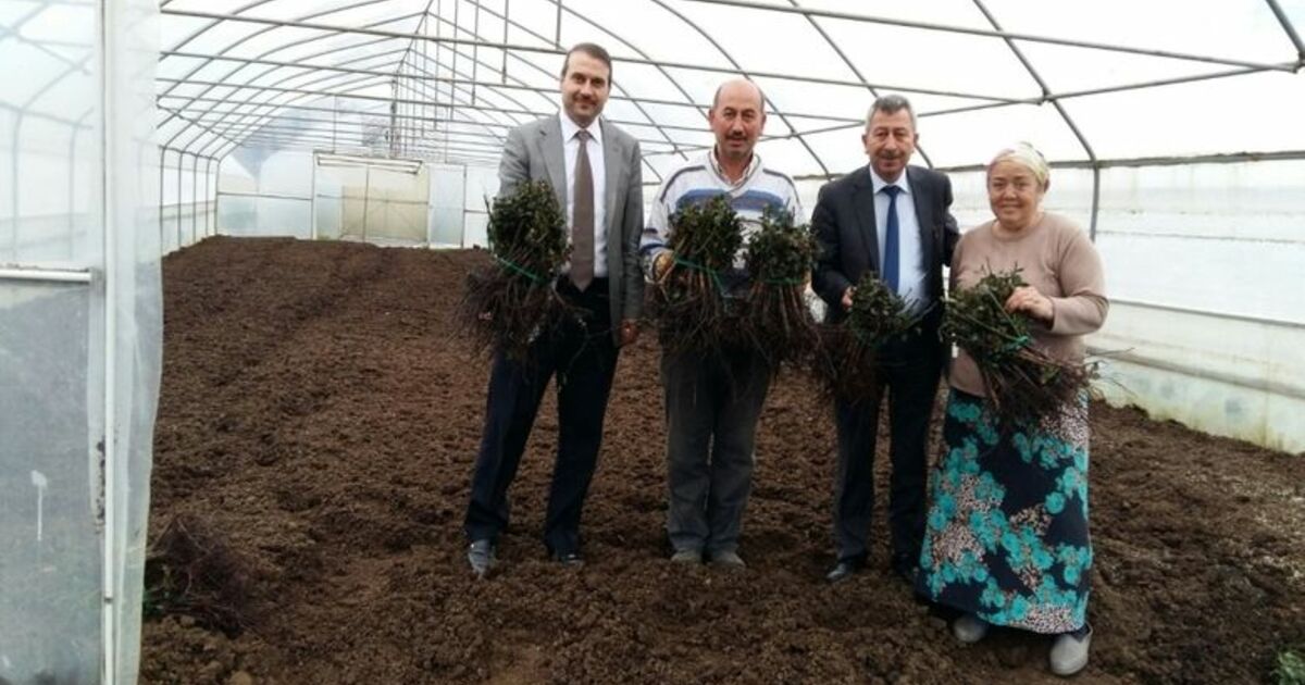 Büyükşehirden Kesme Çiçek Üretimine Destek
