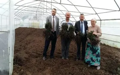Büyükşehirden Kesme Çiçek Üretimine Destek