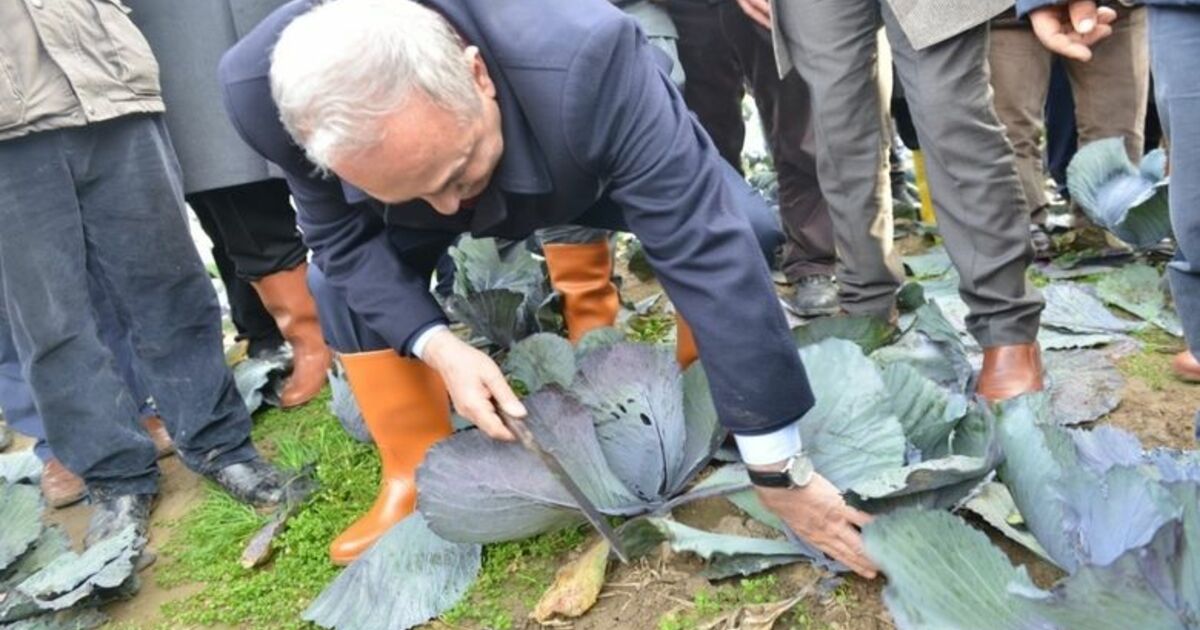 Bakan Fakıbaba Lahana Hasadı Yaptı Gıda, Tarım Ve Hayvancılık Bakanı Ahmet Eşref Fakıbaba: “üreticiye Hayranım, Siz Olmazsanız Biz Olmayız”