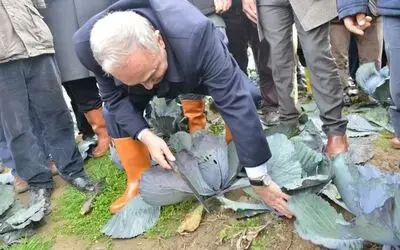 Bakan Fakıbaba Lahana Hasadı Yaptı Gıda, Tarım Ve Hayvancılık Bakanı Ahmet Eşref Fakıbaba: “üreticiye Hayranım, Siz Olmazsanız Biz Olmayız”