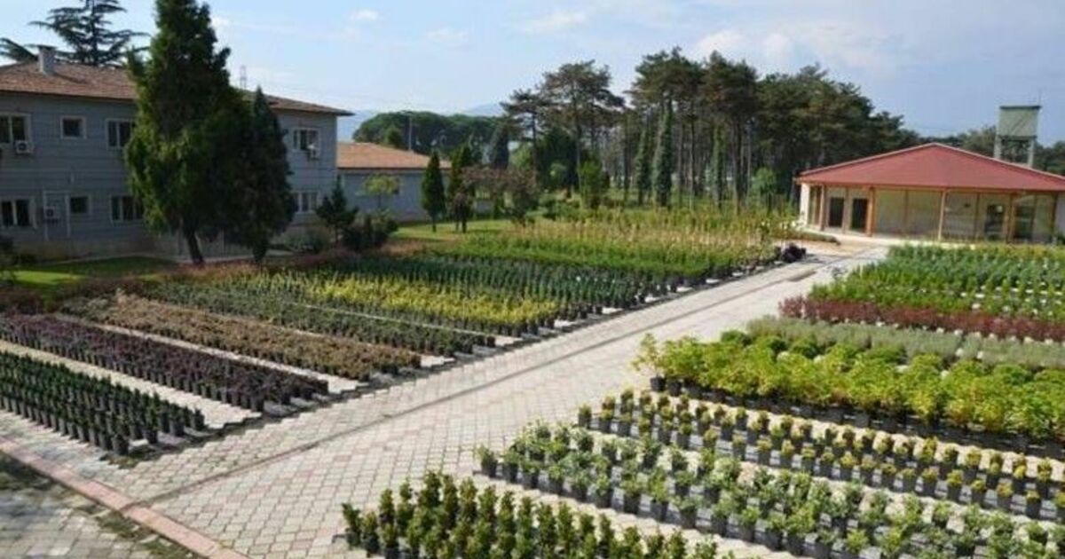 Samsun'da 326 Bin Fidan Dikildi