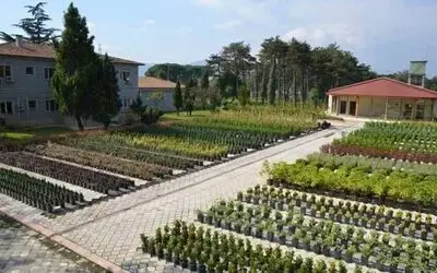 Samsun'da 326 Bin Fidan Dikildi