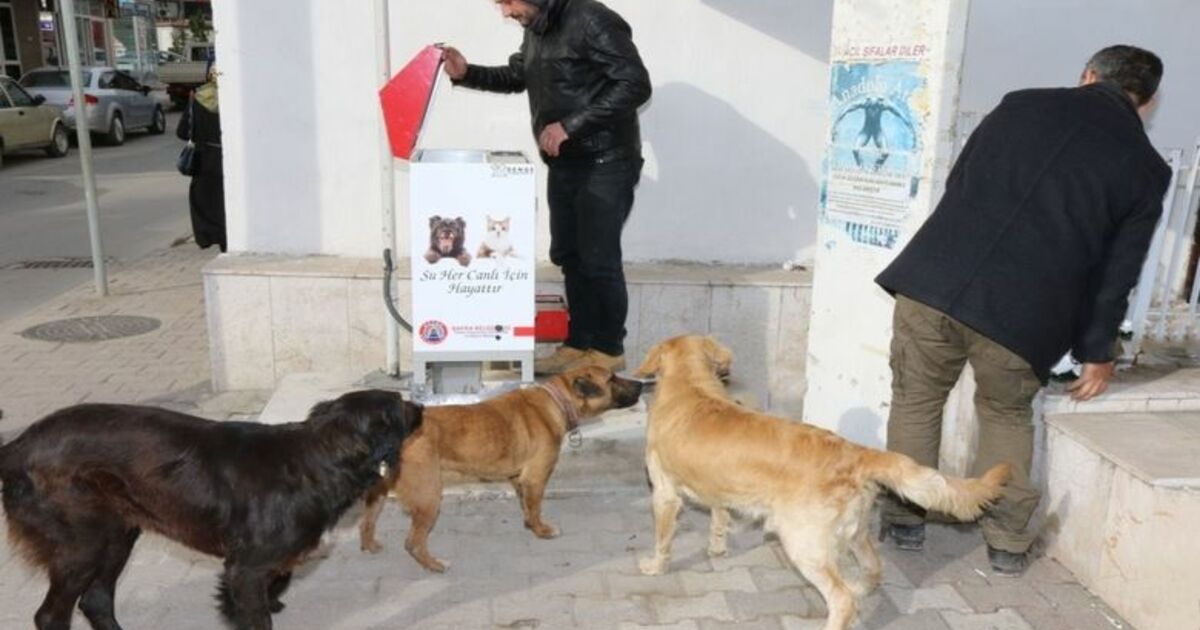 Bafra Belediyesi Sokak Hayvanlarına Sahip Çıkıyor